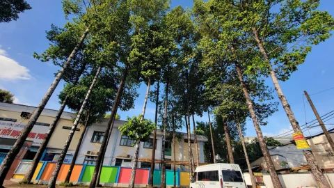 TP.HCM TRỒNG 15.000 CÂY XANH VÀO NĂM 2026